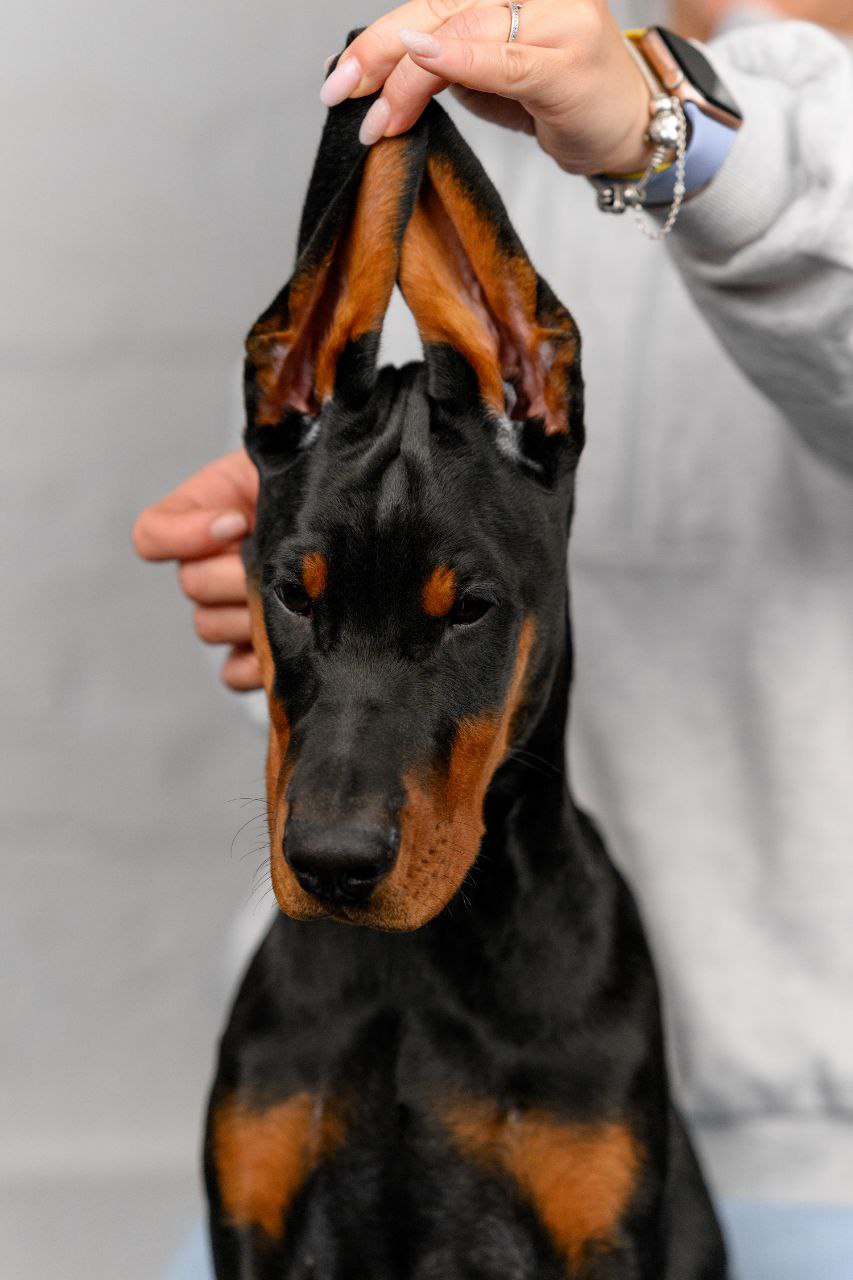 Puppy