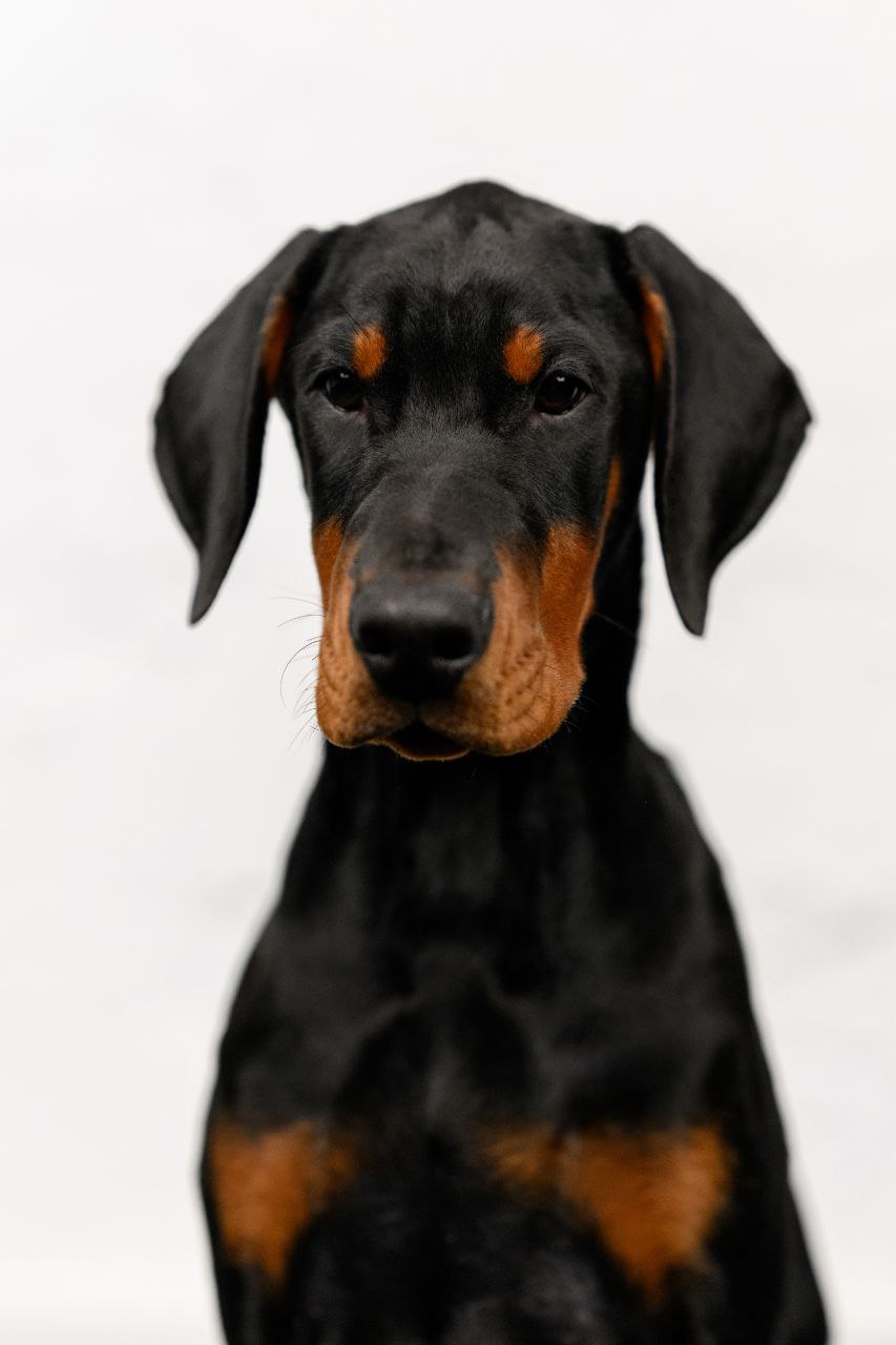 Puppy