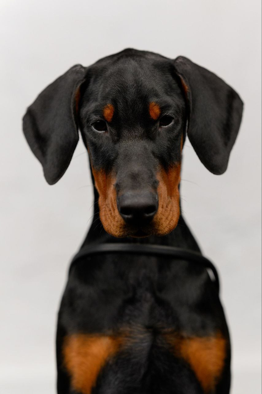 Puppy