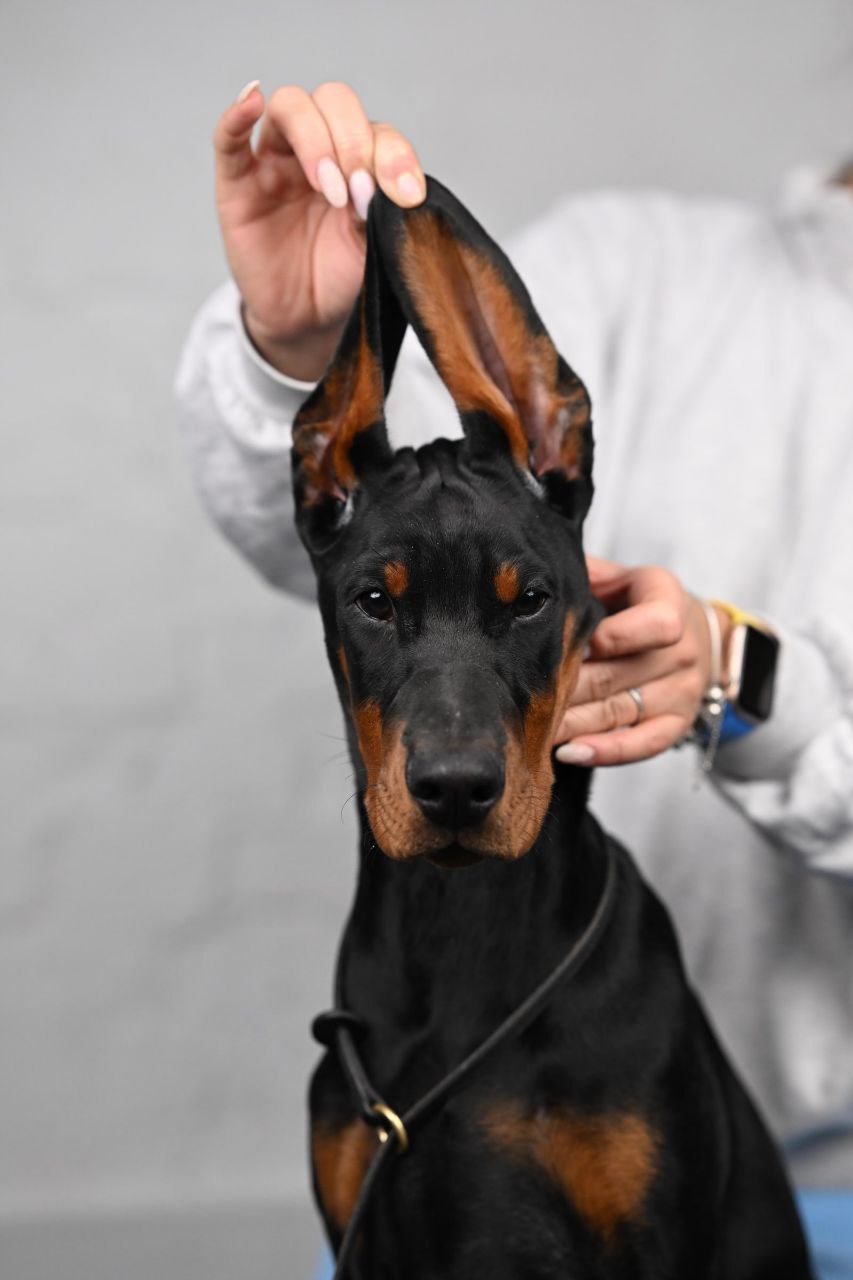Puppy