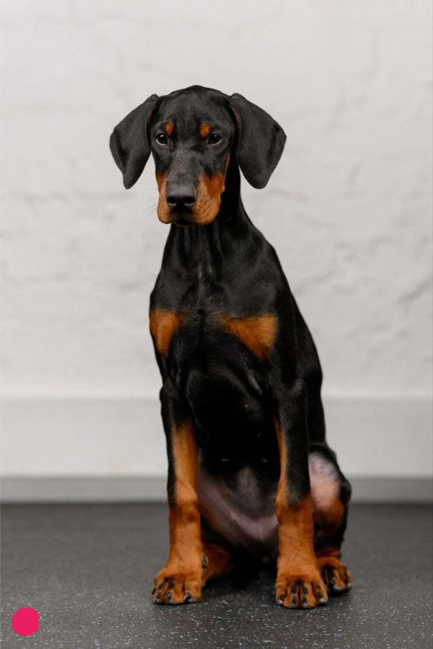 Puppy