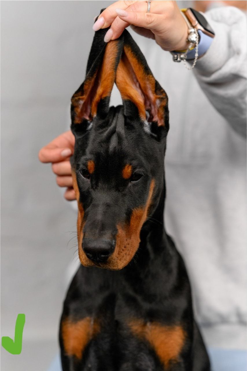 Puppy